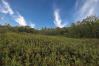 38 Acres County Road 402 Mount Vernon Real Estate - Sam Miller Real Estate